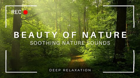 Beautiful Nature Views with Soothing Bird Songs & Relaxing Music #naturebeauty #relaxation