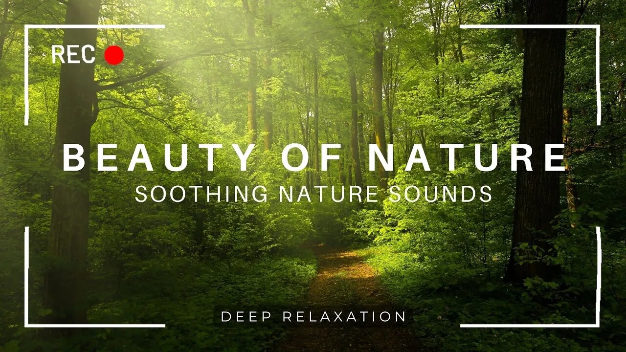 Beautiful Nature Views with Soothing Bird Songs & Relaxing Music #naturebeauty #relaxation