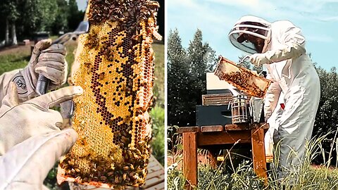 INSIDE a Bee Hive: Fireweed Honey, Queens & Lazy Men