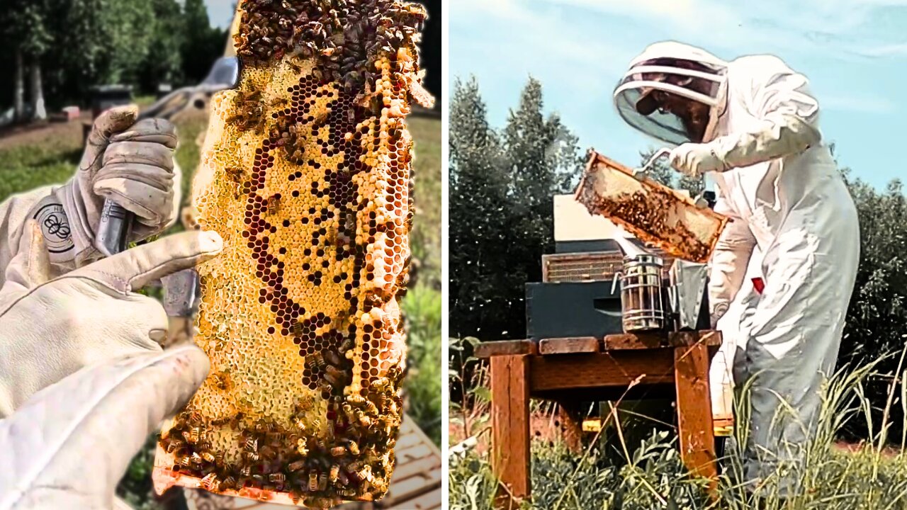 INSIDE a Bee Hive: Fireweed Honey, Queens & Lazy Men