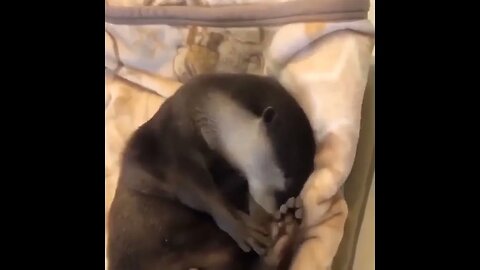 Cute Funny Otter -118 #shorts #funny #otter