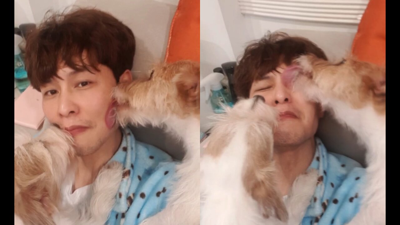 Jack Russell Terrier wipe the owner's face well