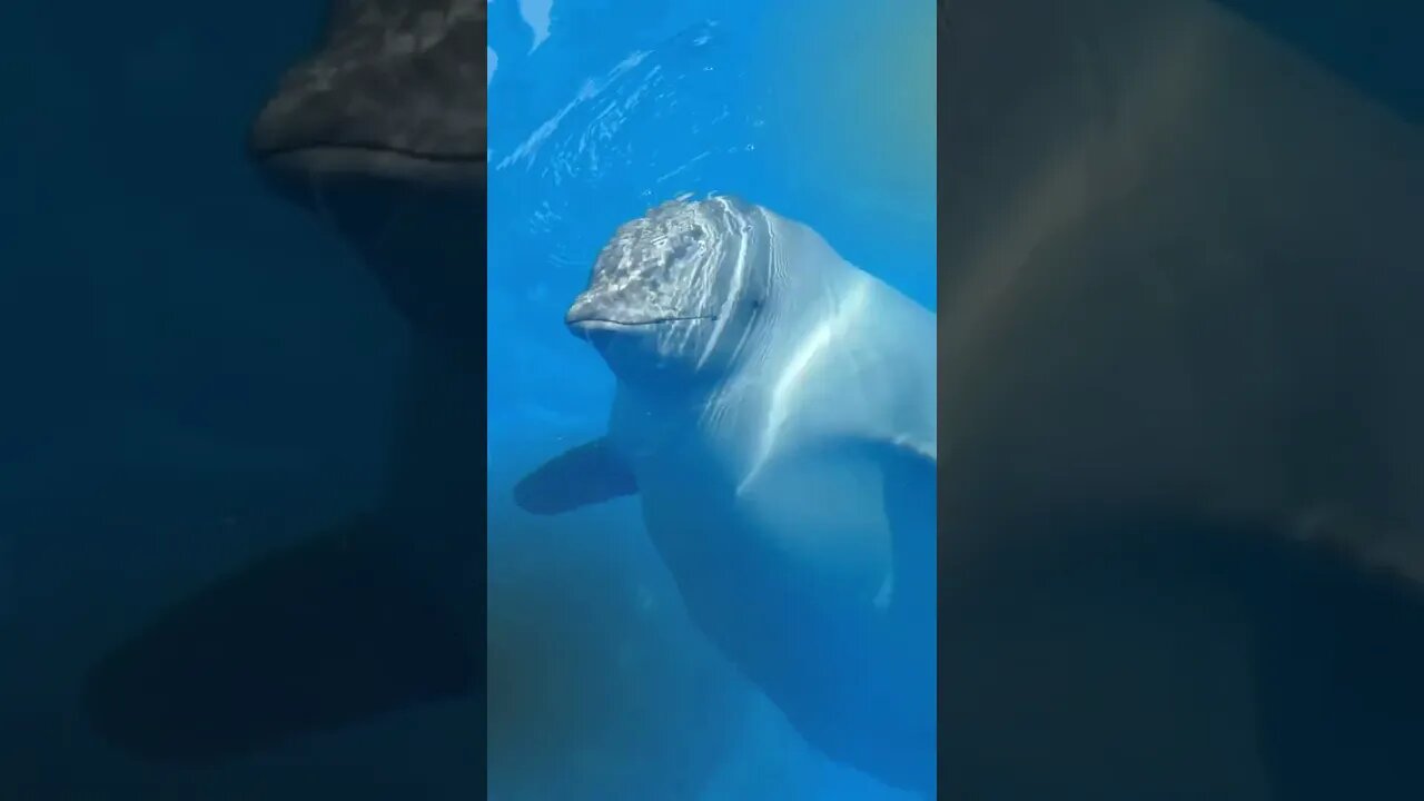 Beluga Whale Sound Learn Animals is FUN shorts