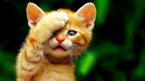 New Funny Animals 2023 🤣 Funniest Cats and Dogs Videos 😸🐶 Part 10