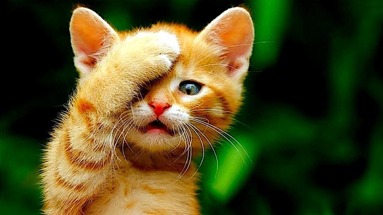 New Funny Animals 2023 🤣 Funniest Cats and Dogs Videos 😸🐶 Part 10