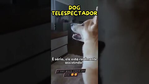 Cachorrinho Telespectador #shorts #cachorrosfofos