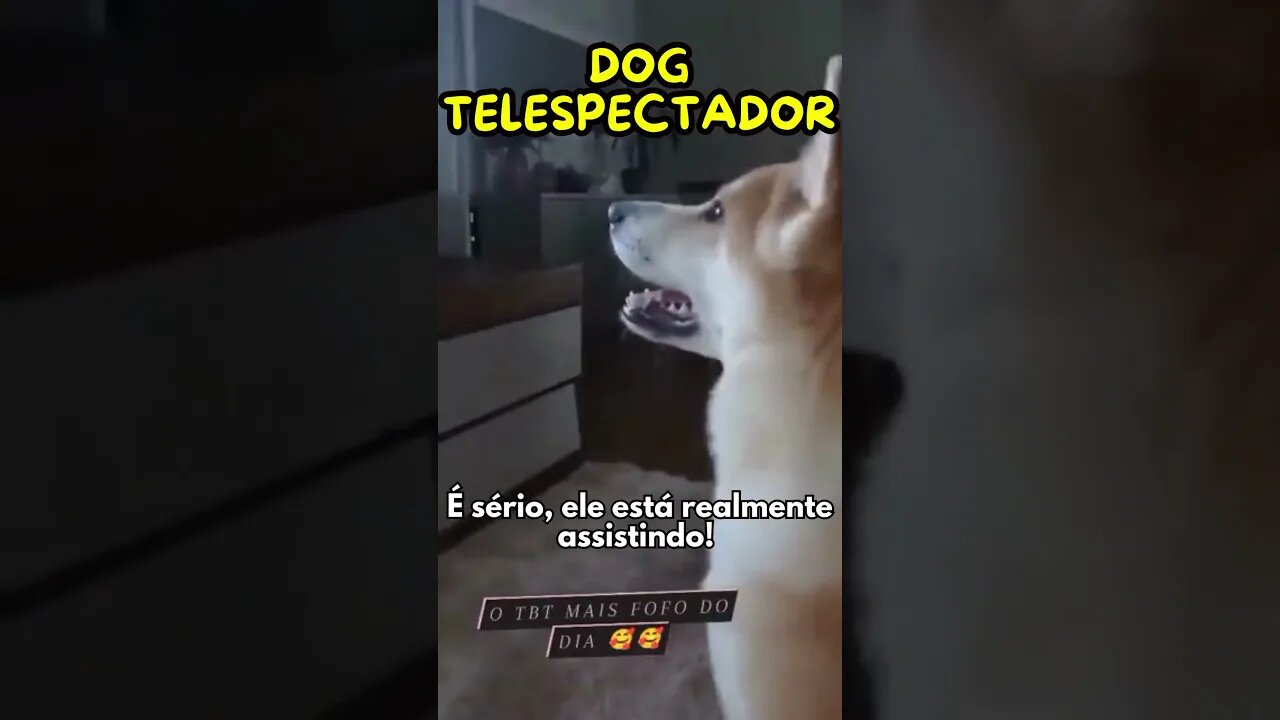 Cachorrinho Telespectador #shorts #cachorrosfofos