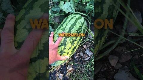 Harvesting Watermelons: How To Know When They're Ready 🍉❗️ #homestead #watermelon #selfsufficient