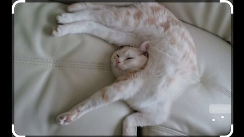 The way cats sleep 😴 is vary funny 😆
