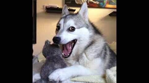 Funny Dogs Compilation 2022