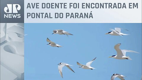 Paraná confirma segundo caso de gripe aviária em ave silvestre, diz ministério