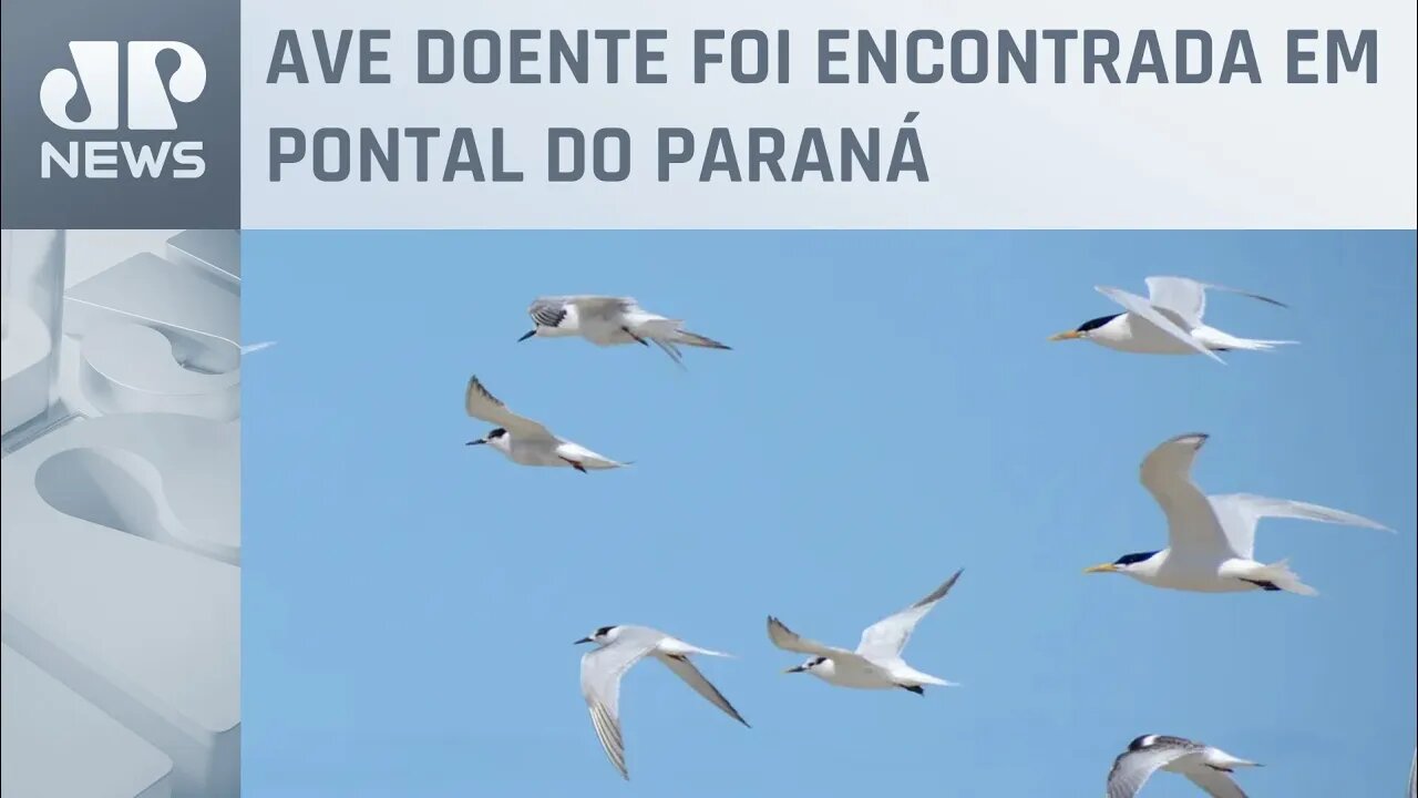 Paraná confirma segundo caso de gripe aviária em ave silvestre, diz ministério