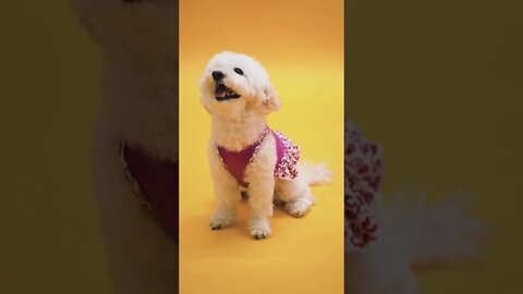 #Shorts #Adorable #Dog #Peace #Love #Care