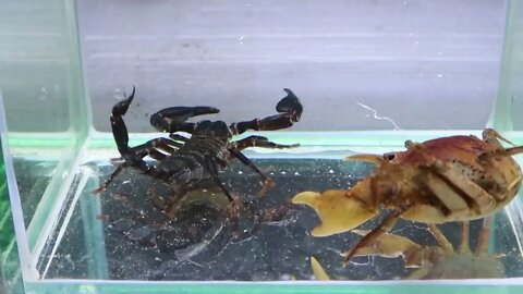 31 2Crab vs Scorpion Underwater - Caranguejo vs Escorpião-2