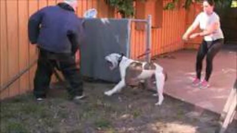 Dog Aggression Expert And Training