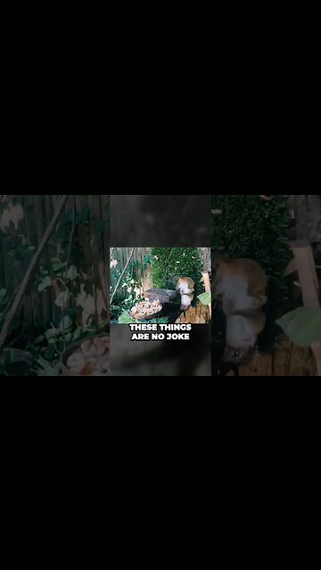 Chipper Smash #shorts