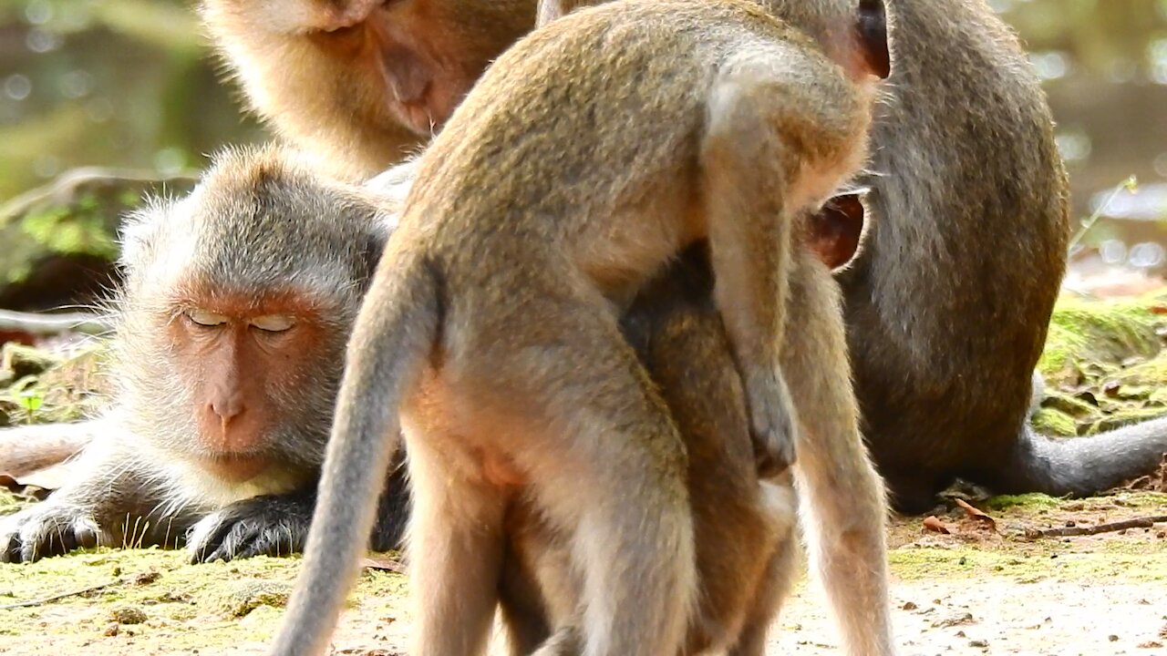 Funny animals, baby money play,#27#love animals