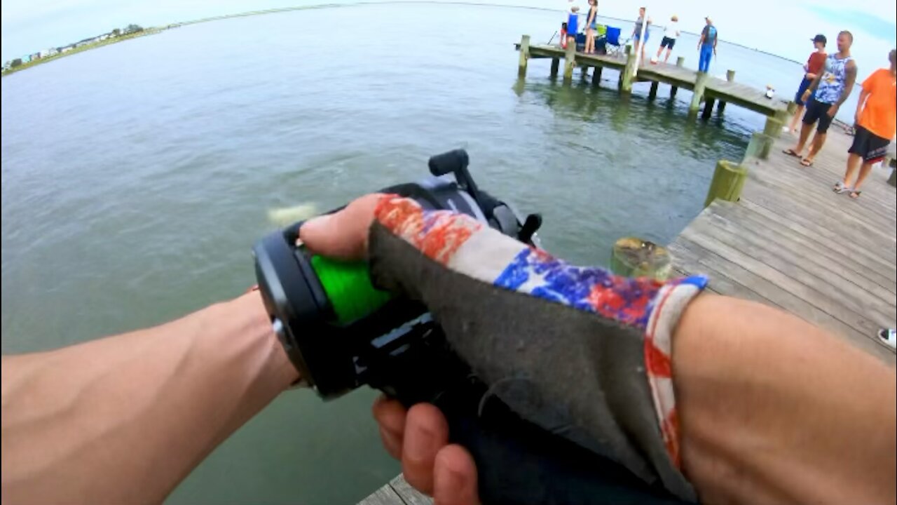 Pet Stingray