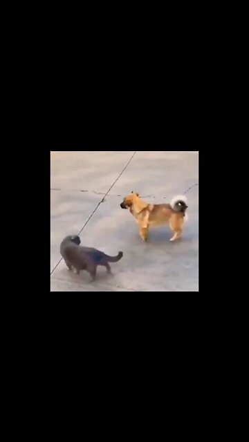 Mind work 🥰😇🤩😂😍👌👌👌👌👌👌 #shorts #dog #cat #dogcatvideos