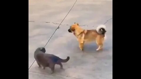 Mind work 🥰😇🤩😂😍👌👌👌👌👌👌 #shorts #dog #cat #dogcatvideos