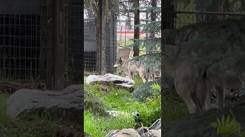 What’s for Lunch, Wolf?! 🥩 🐺 #shorts #zoo #wolf #enterthecronic