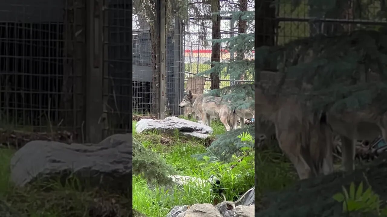What’s for Lunch, Wolf?! 🥩 🐺 #shorts #zoo #wolf #enterthecronic