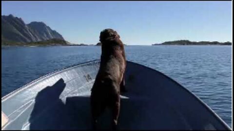 Cute Dogs having a joyride | Free Stock Footage