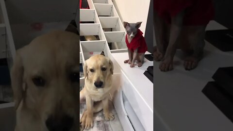 #shorts Смешные животные из Тик Ток 10 Funny animals from Tik Tok