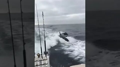 Wait, Those Aren’t Dolphins…