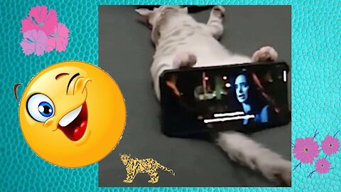 🐈 Funny animals and their variations.🐭Funny pets.🐈