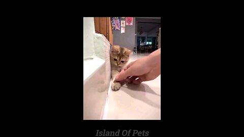 Try Not To Laugh Funny Videos - The World Of Fails And Pranks