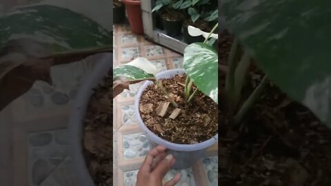 Monstera albo nya daun nya sakit🤨😔😔