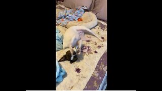 How Princess plays with Dingo Goof Ball on bed