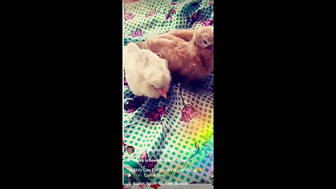 "It's A Bubbly Day For Snowy & Jethro"🐣🐥🕊️🎼🎶