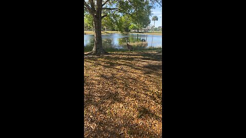 Sand Hill Crane Talk