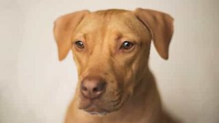 Cadela espalha lixo e muita sujeira pela casa toda!