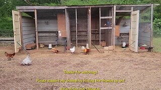 Finally a Broody Hen, maybe ?