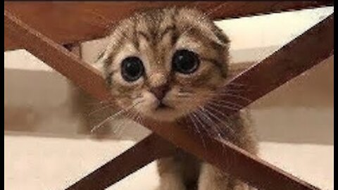 Funny And Cute Pets [Try Not To Laugh To These Pets Compilation]
