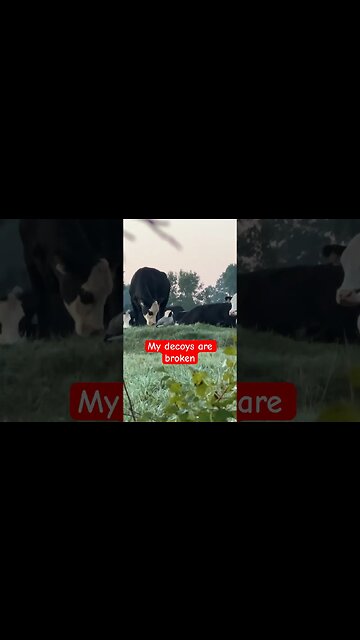 Broken defective decoys. Can I return them?