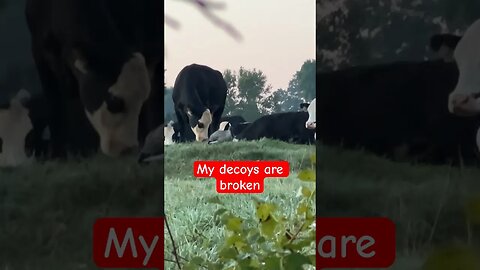 Broken defective decoys. Can I return them?
