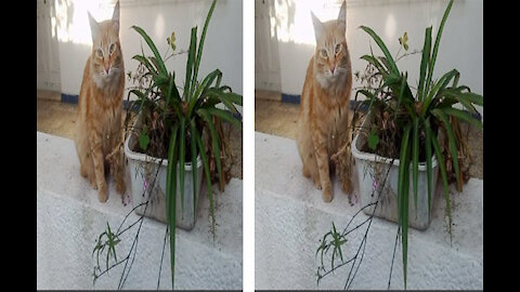 Wonderful Video: magic eyes cat and a plant , you will love it ❤️❤️❤️