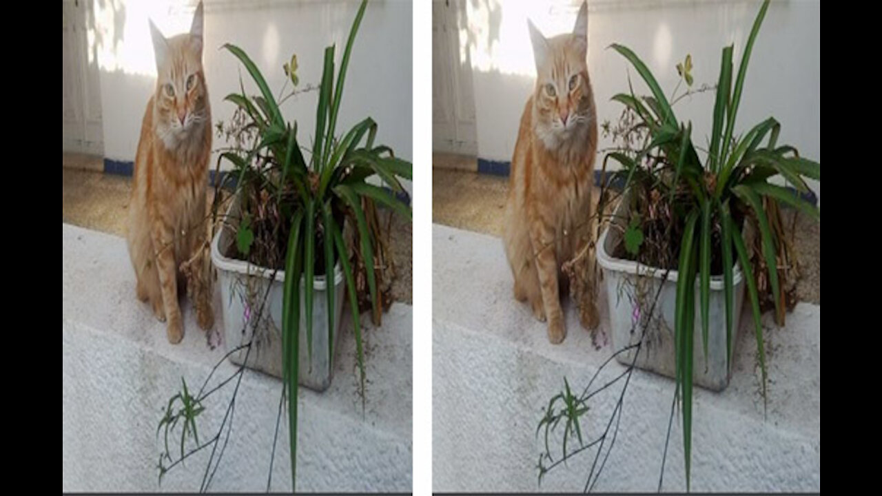 Wonderful Video: magic eyes cat and a plant , you will love it ❤️❤️❤️