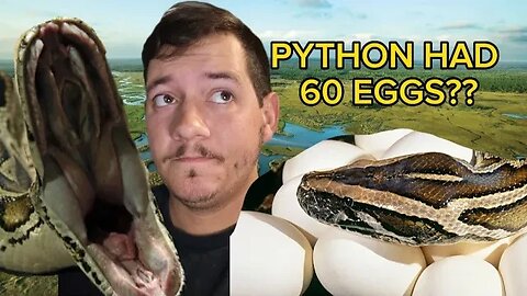16ft Burmese Python with 60 Eggs killed in Florida Everglades!!