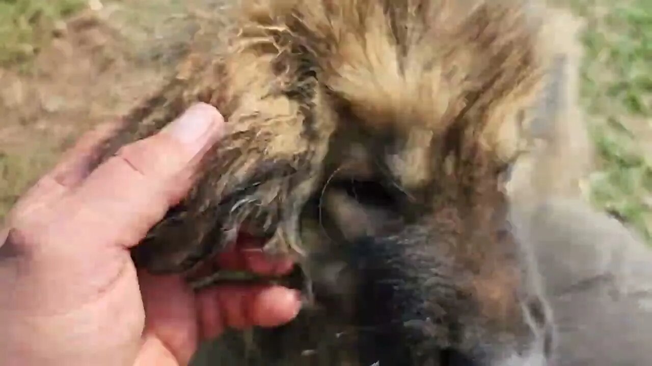 Ancient Guardians Farm Caucasian Ovcharka pupdate