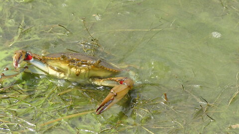 CRAB (AUGUST 7, 2024)