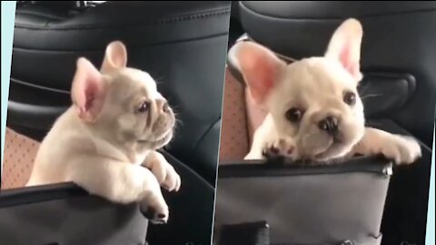 Very Super funny🤣🤣 Cute Puppy 😂😂☺