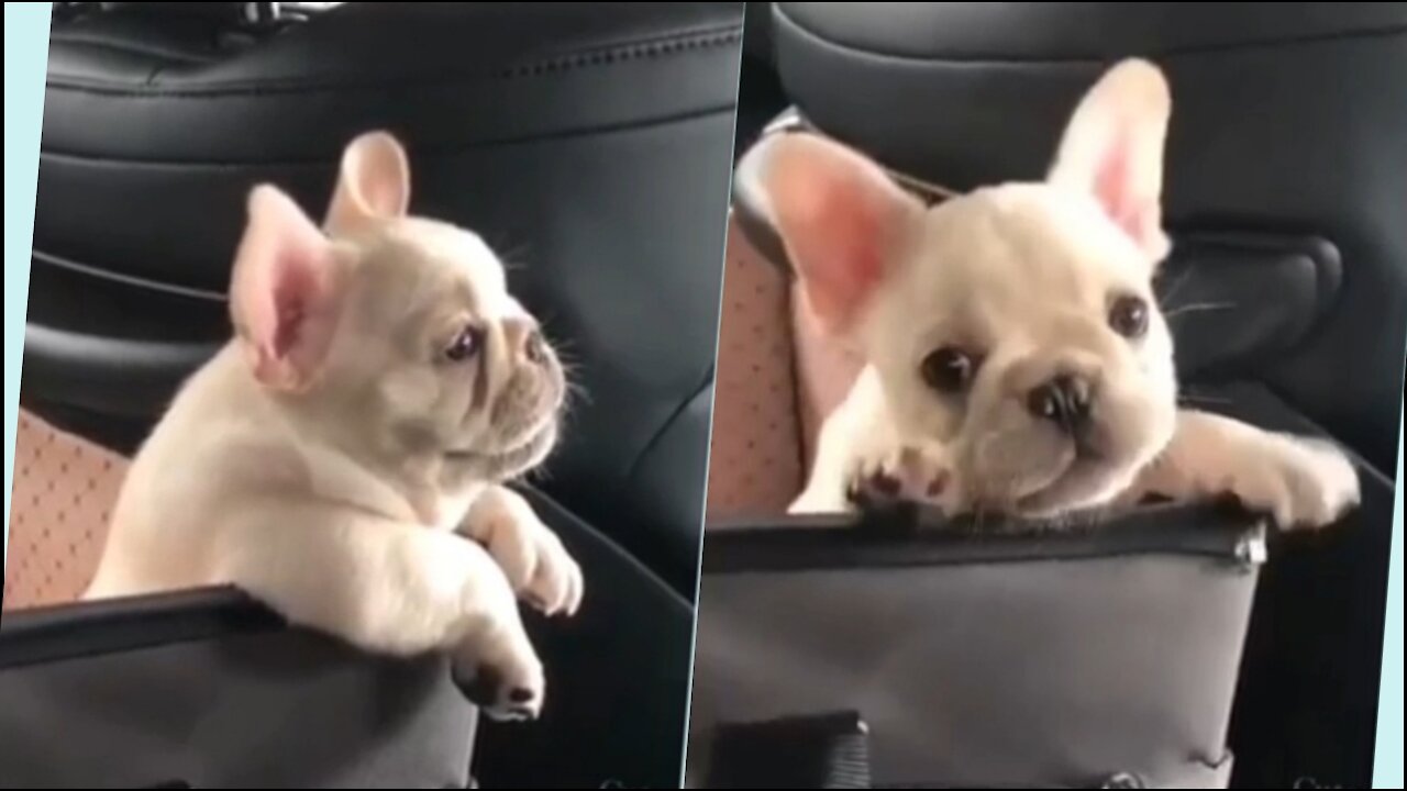Very Super funny🤣🤣 Cute Puppy 😂😂☺