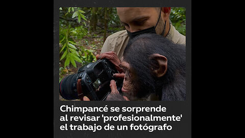 Una chimpancé examina sus propias fotografías