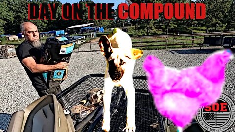 Feed #dogs #raw #meat or kibble? D.O.C. 141 #feedingraw #rawmeatdiet #dogseating #feedingdogsrawfood