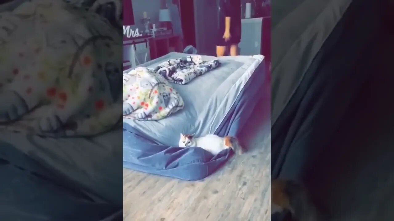 Funniest Videos 2022 Funny Cats and Dogs Part 51